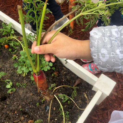 Description: Child pulling a carrot from a garden  